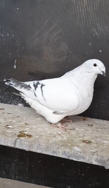 Biju 2022 - VOIAJOR ROMANESC DE FRUMUSETE FEMELE