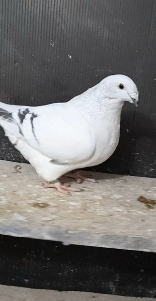 Biju 2022 - VOIAJOR ROMANESC DE FRUMUSETE FEMELE