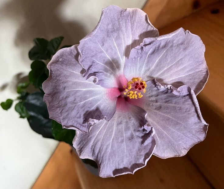 7784EDB2-49B7-4356-AAC9-2E80C4BE2ADD - Hibiscus