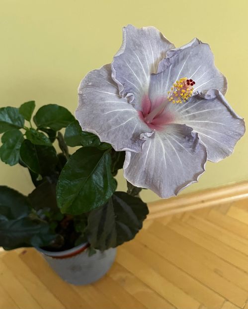A60A41A2-371E-4FA3-B9D4-9E5F20212E09 - Hibiscus
