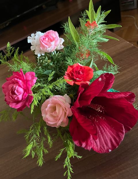 8A84E254-13A1-4966-976E-C710F66388B7 - Hibiscus