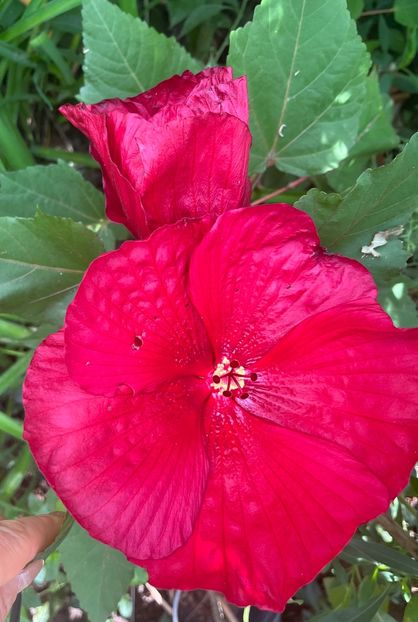 D3C4EB88-CC04-4FFD-8A3E-D4E57B5B240C - Hibiscus
