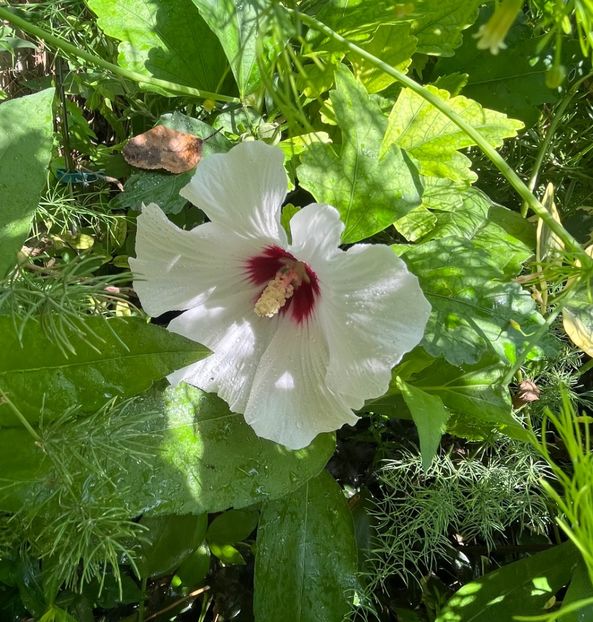 B1A5CB93-AC8C-4795-A9FF-F704C5C7C26F - Hibiscus