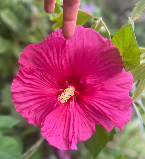 513C7C52-BF34-4550-AACE-21A3211AAB84 - Hibiscus