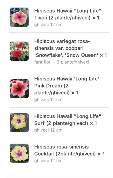 B06BB9F8-D8B8-4456-9AC0-089BC311B513 - Hibiscus