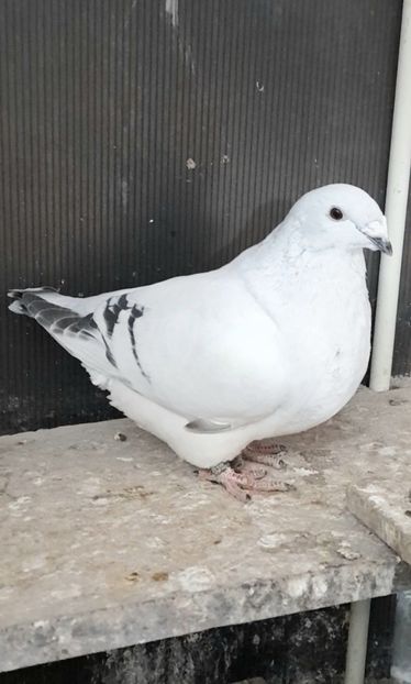 Biju 2022 - VOIAJOR ROMANESC DE FRUMUSETE FEMELE