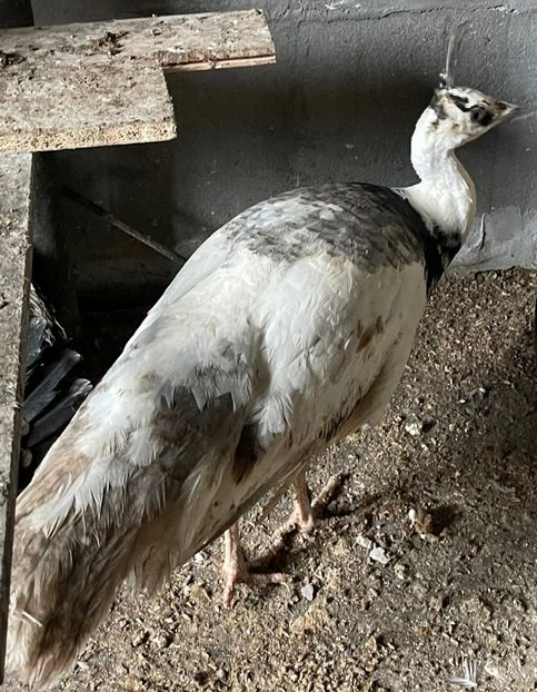 EF5A0411-E4D8-49D8-98F0-A5B973DB7FB6 - Pauni