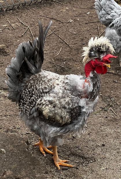 2C730E86-2A9F-4473-A139-CD61A29148CB - 2023 - Cocosi si gaini- Familia 2 - Albastre si bobate
