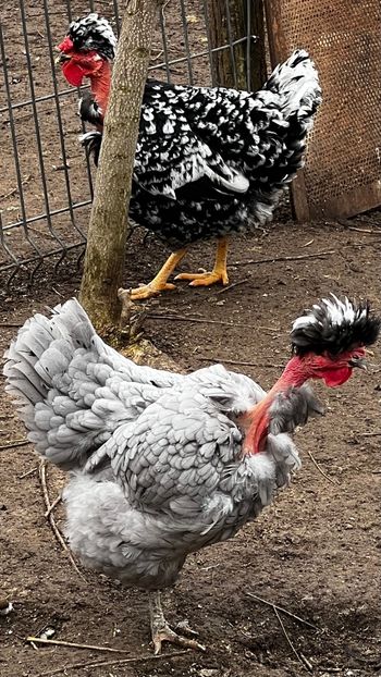 472FA6C7-C739-4389-9E42-E59790158E30 - 2023 - Cocosi si gaini- Familia 2 - Albastre si bobate