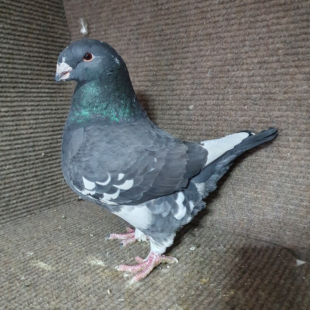 0-1 2022 Ro 10315 - Pui 2022