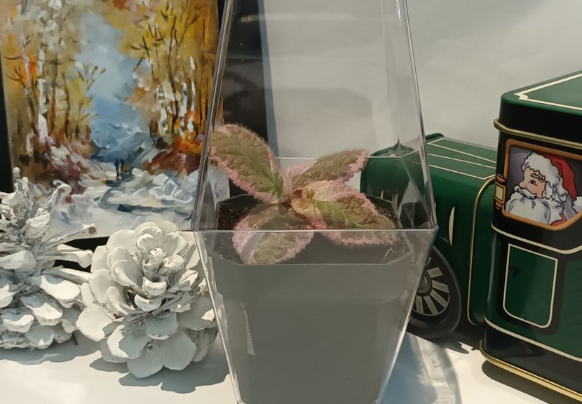 Craciun fericit! ❤️❤️❤️ - Episcia - a opta minune a lumii