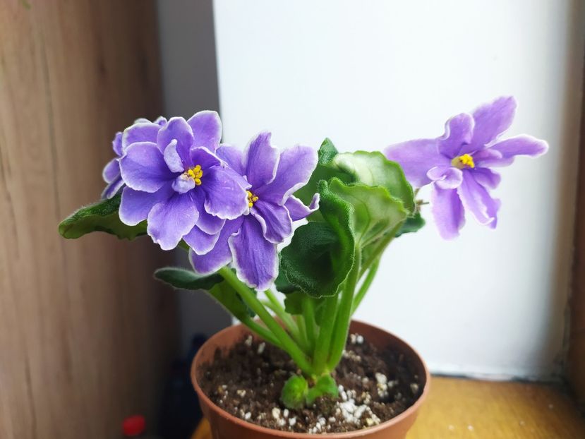 25 decembrie 2022 - KZ May Moy Siniy