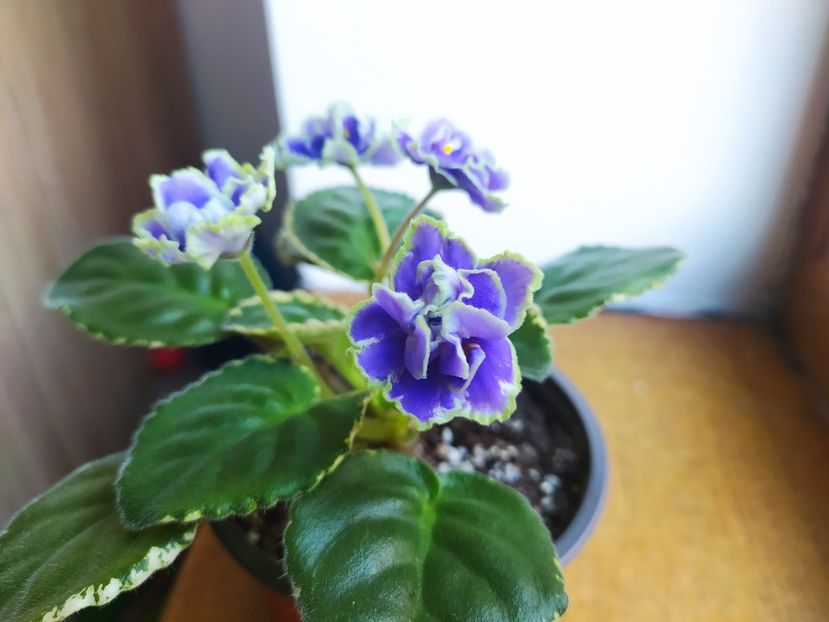 25 decembrie 2022 - ND Bosfor Vostochnyj