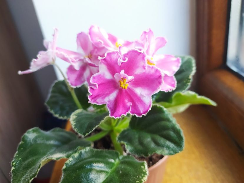 25 decembrie 2022 - VaT Britni