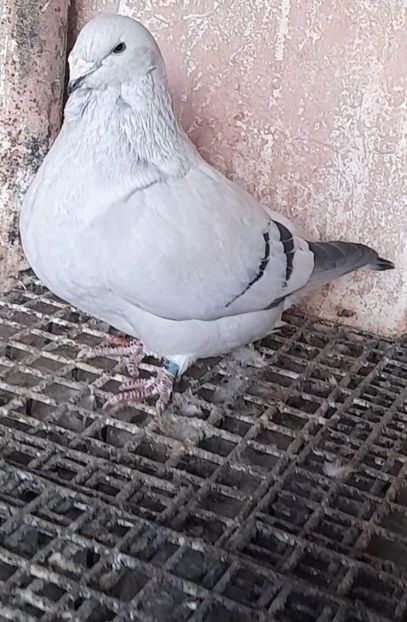 Căpoasa 2020 - VOIAJOR ROMANESC DE FRUMUSETE FEMELE