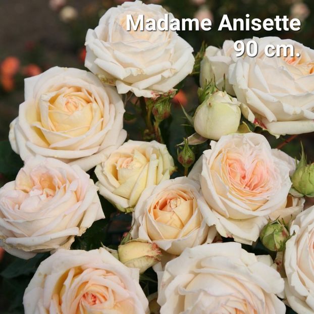 rosa_madame-de-la-valiere_3113_06 - Madame Anisette
