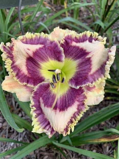 Finding Glory - 2019 - SE - bloomed - A - 2023