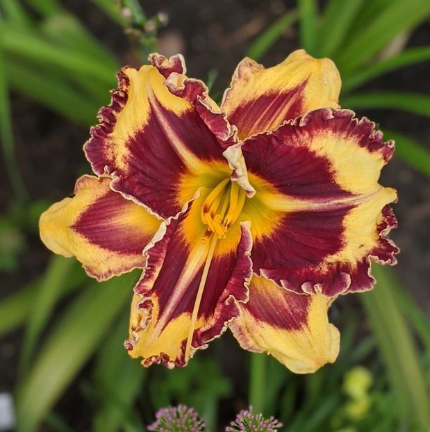 First Encounter - 2018 - SE - bloomed - A - 2023
