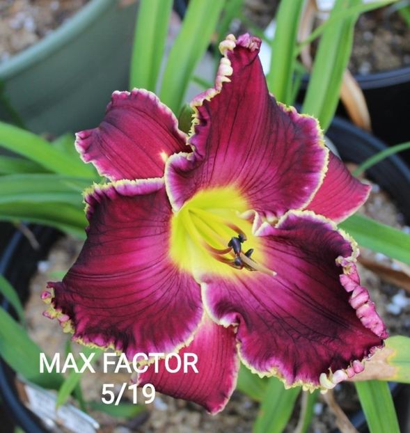 Max Factor - 2015 - E - bloomed - A - 2023