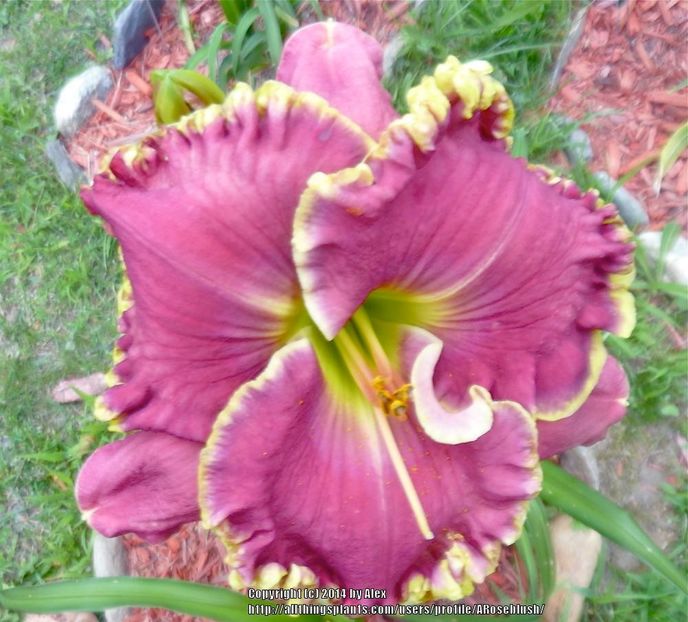 Mean Joe Green - 2012 - E - bloomed - A - 2023