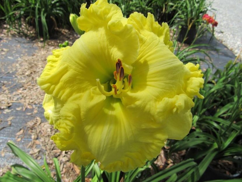 New Day Sunshine - 2013 - E - bloomed sold - A - 2023