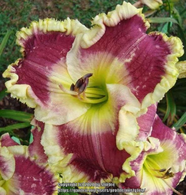 Orchid Linen - 2013 - D - SOLD - A - 2023