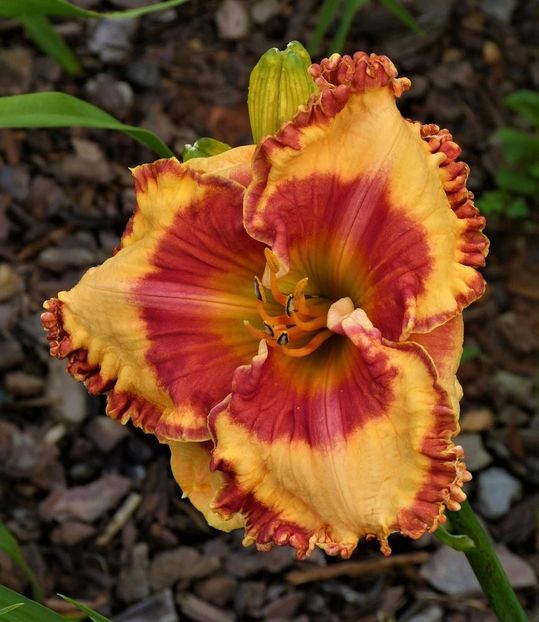 Radioactive - 2019 - SE - bloomed - A - 2023