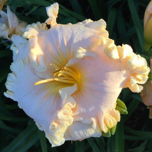 Spacecoast White Christmas - 2015 - E - bloomed - A - 2023