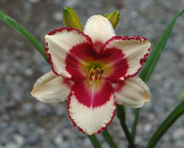 Tart With a Heart - 2018 - E - bloomed - A - 2023