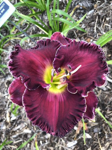 Tavares Dark Amethyst - 2017 - SE SOLD - A - 2023