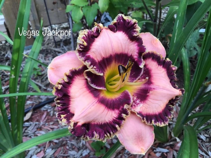 Vegas Jackpot - 2017 - SE - bloomed - A - 2023
