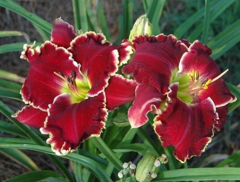 Velvet Throne - 2009 - SE - bloomed - A - 2023