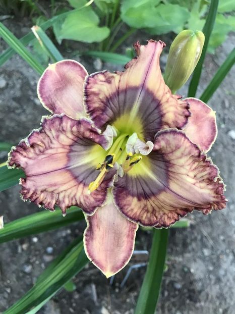 Whispers Underground - 2016 - SE - bloomed - A - 2023