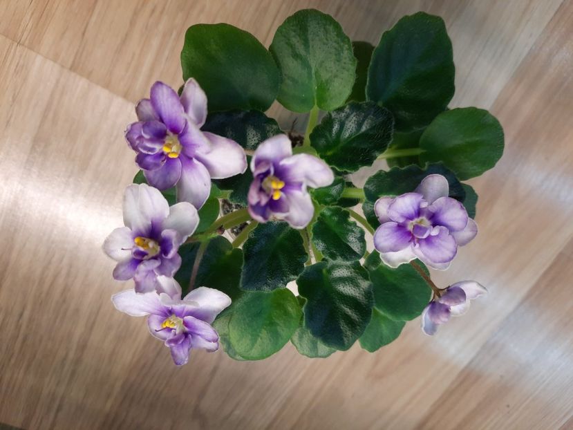  - Morgan s Heliotrope Fairy