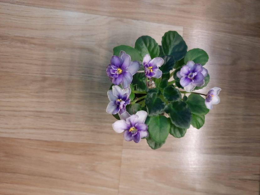  - Morgan s Heliotrope Fairy