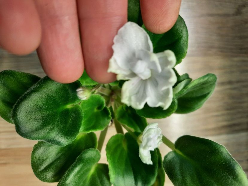  - OS-Nevskaya Sivilla