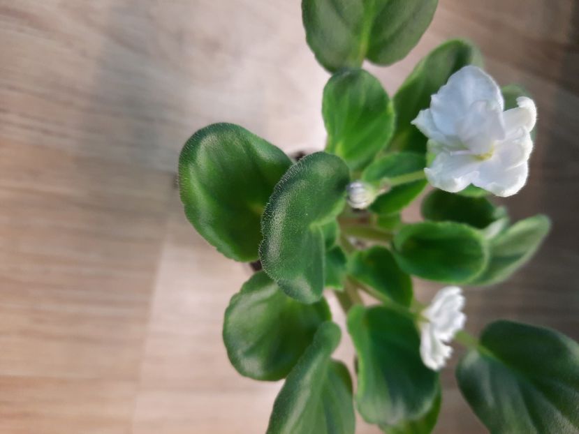  - OS-Nevskaya Sivilla