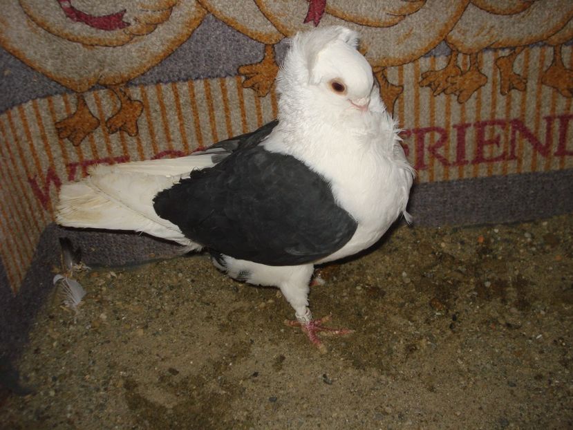 m A 8 21 U 700 - D negru