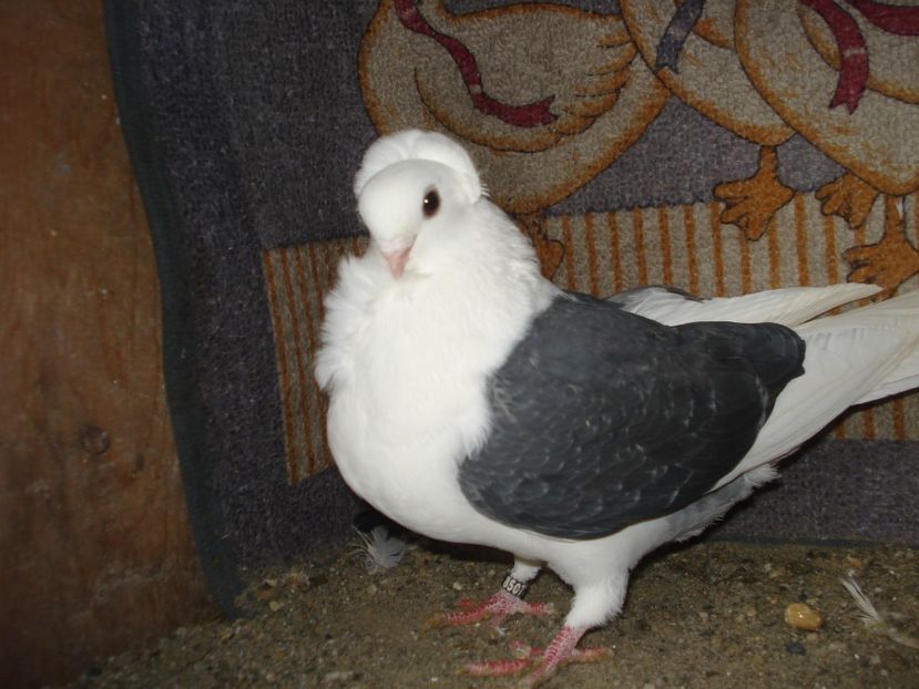 8507-22 F - gut pui si adulti