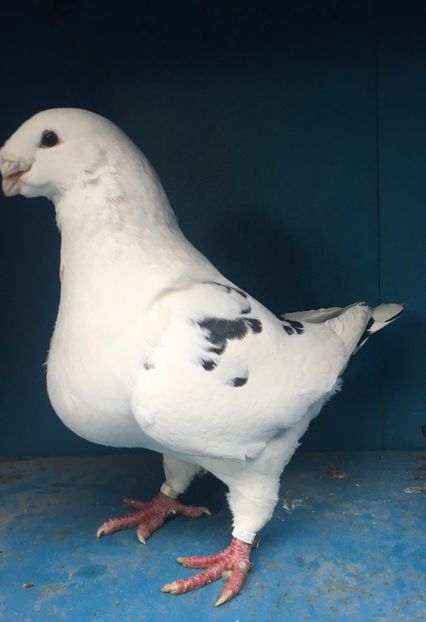 M2021vandut - Porumbei vanduti 2017-2025