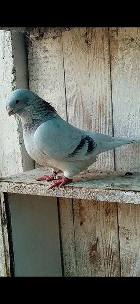  - Femele argintii 2022