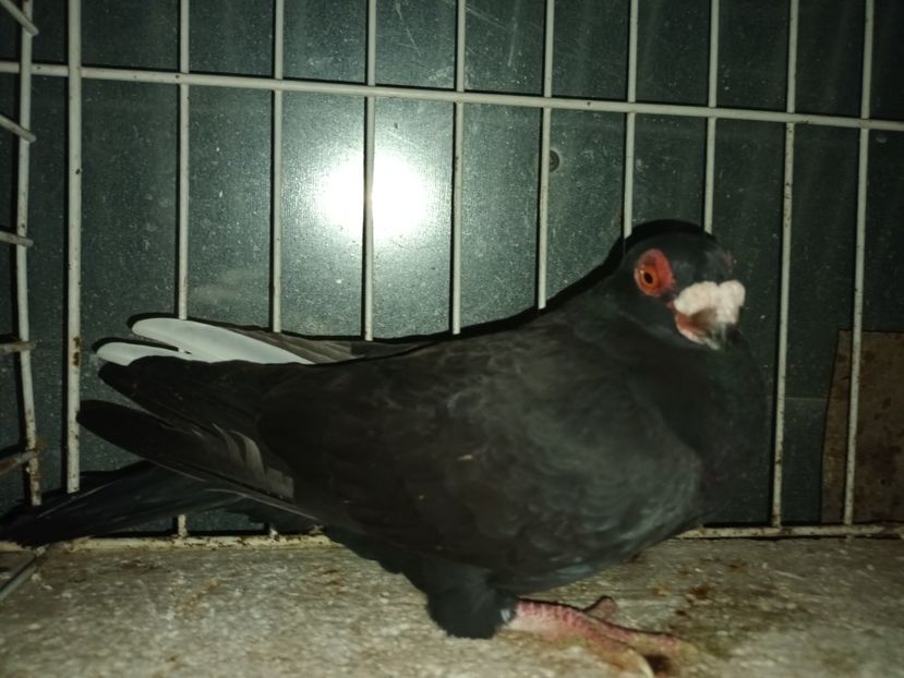 F - L 3 _ tineret 2022