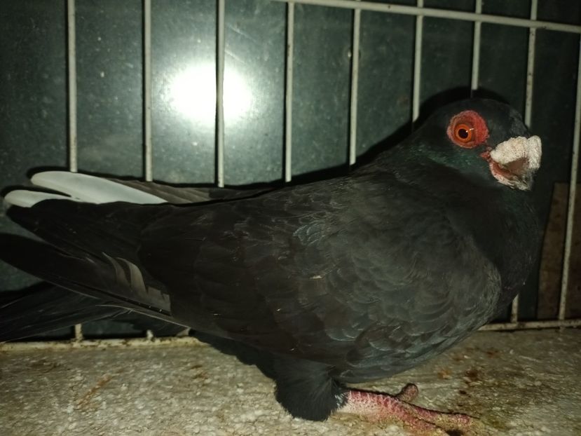  - L 3 _ tineret 2022