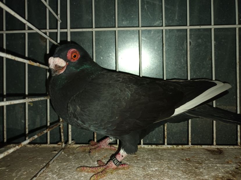  - L 3 _ tineret 2022