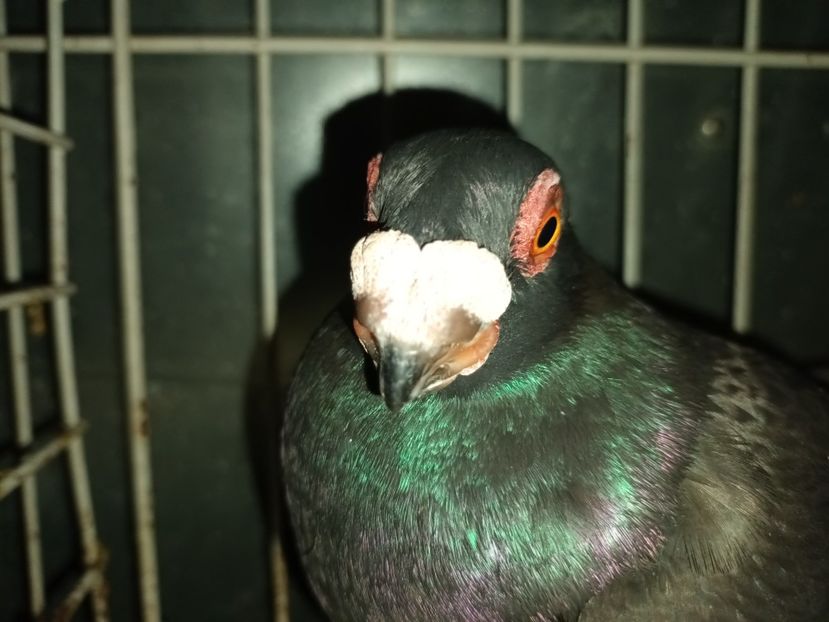  - L 3 _ tineret 2022