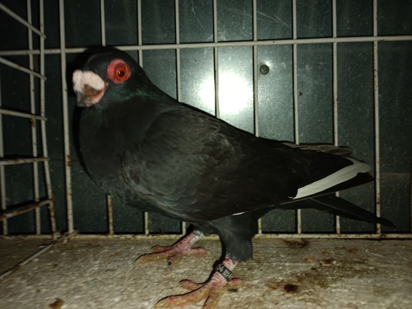  - L 3 _ tineret 2022