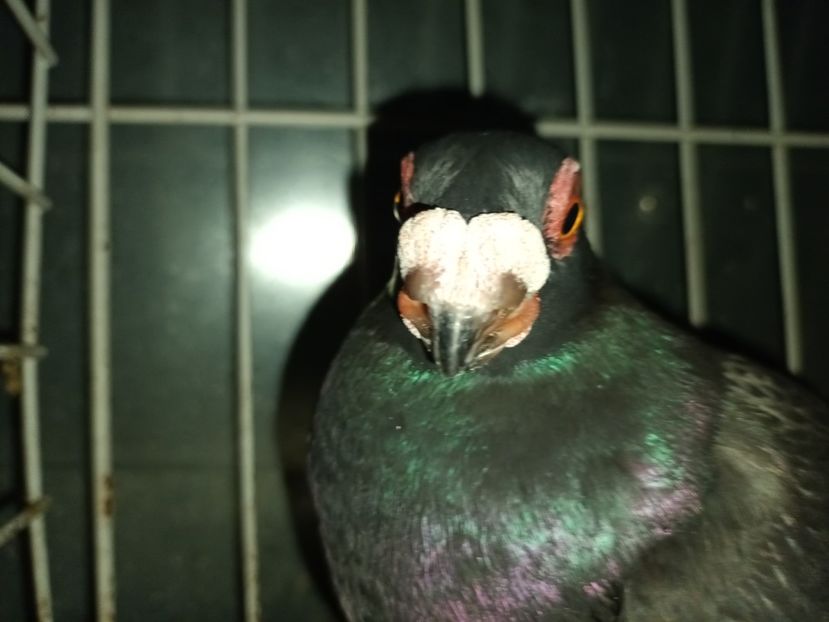  - L 3 _ tineret 2022