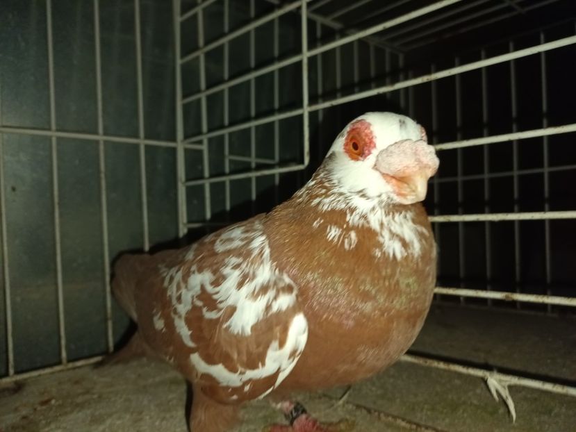  - L 3 _ tineret 2022