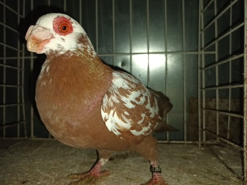  - L 3 _ tineret 2022