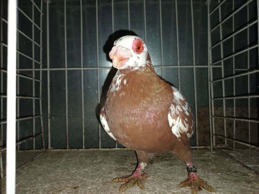  - L 3 _ tineret 2022